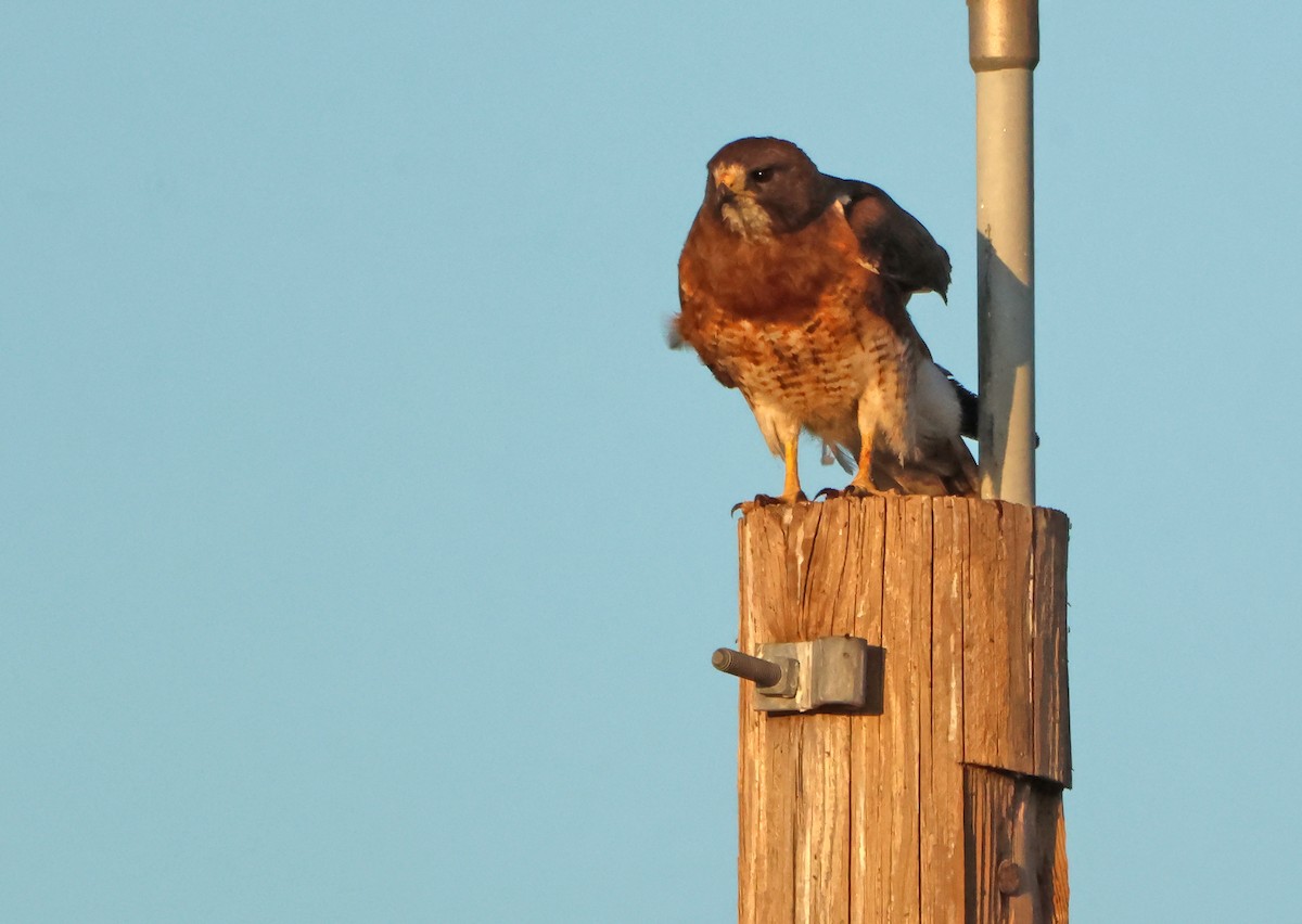 Präriebussard - ML644699893