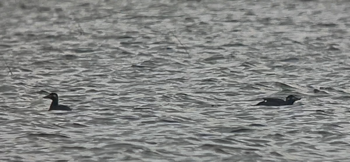 White-winged Scoter - ML644699894