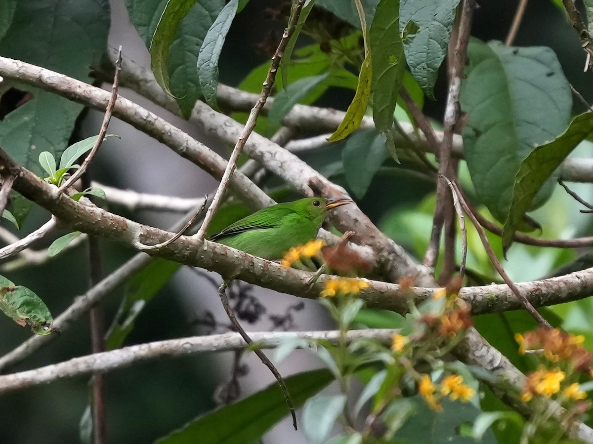 Kappennaschvogel - ML644699895