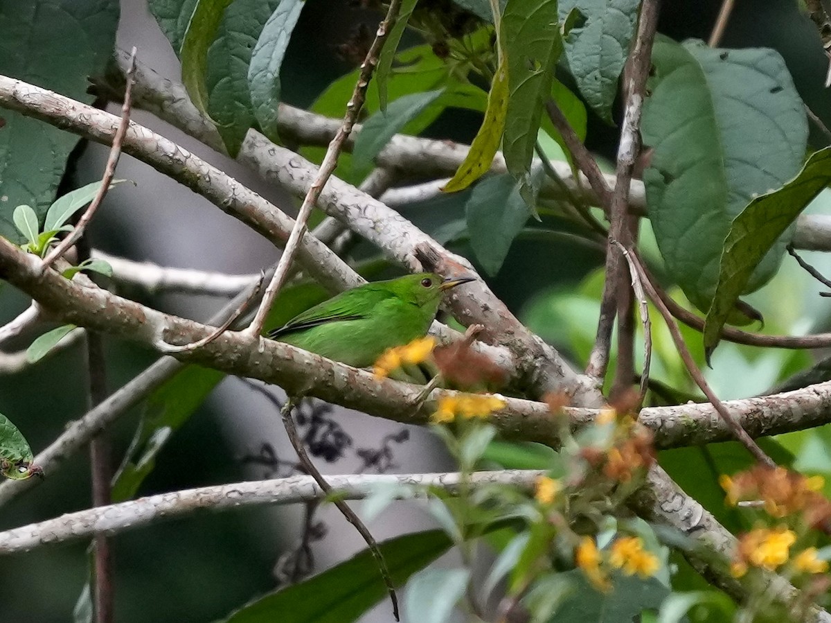 Kappennaschvogel - ML644699896