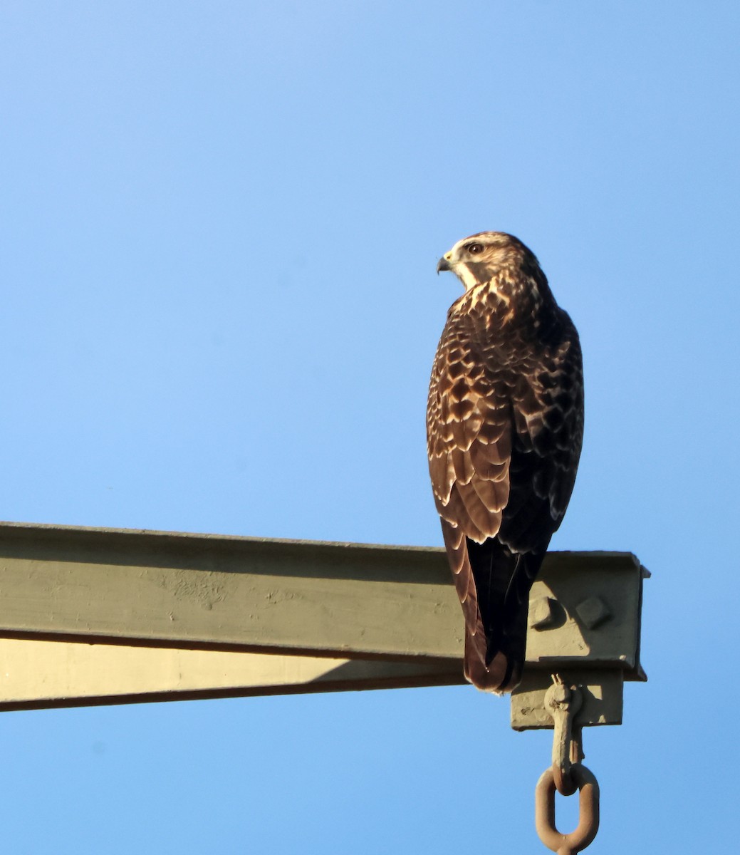 Präriebussard - ML644699898