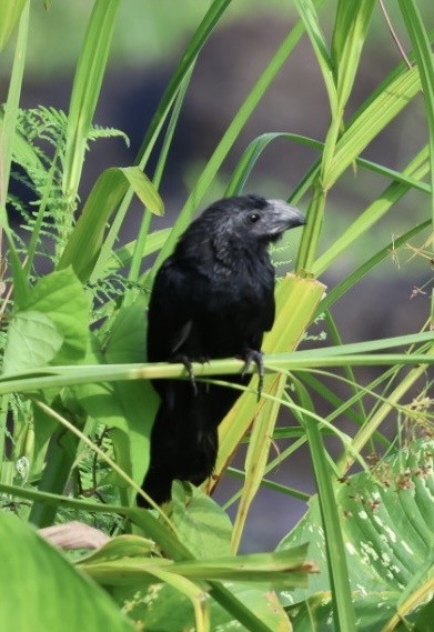 ミゾハシカッコウ - ML644699904