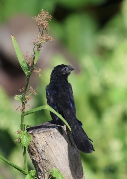 ミゾハシカッコウ - ML644699905