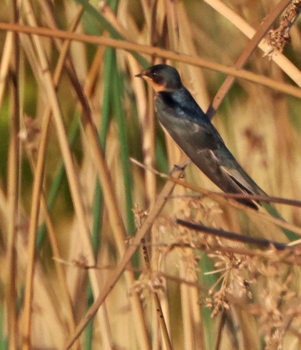 Barn Swallow - ML644699907