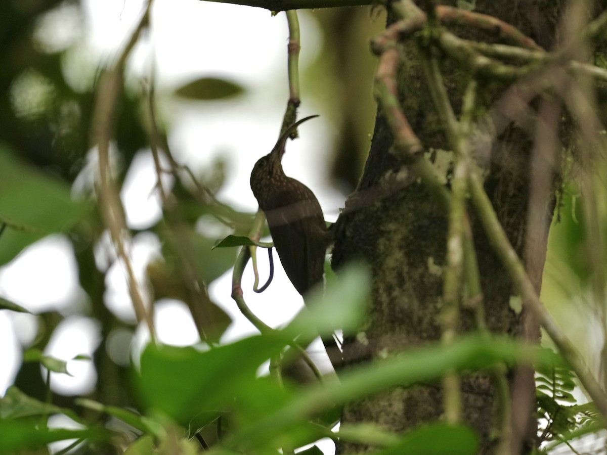 brunbuetreløper - ML644699910