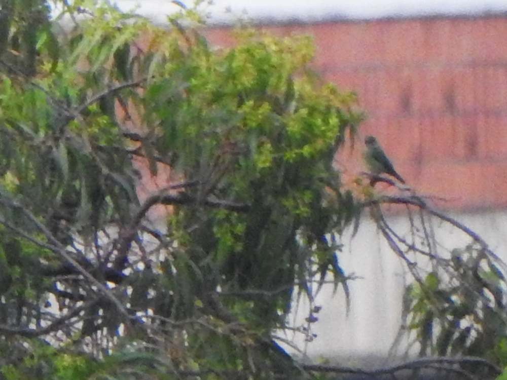 Swallow Tanager - ML644699914