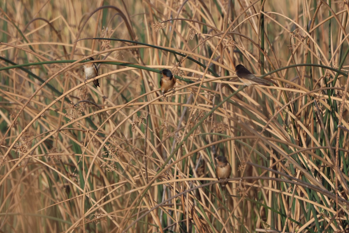 Barn Swallow - ML644699917