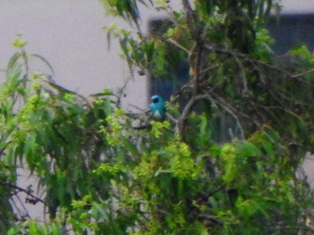 Swallow Tanager - ML644699920