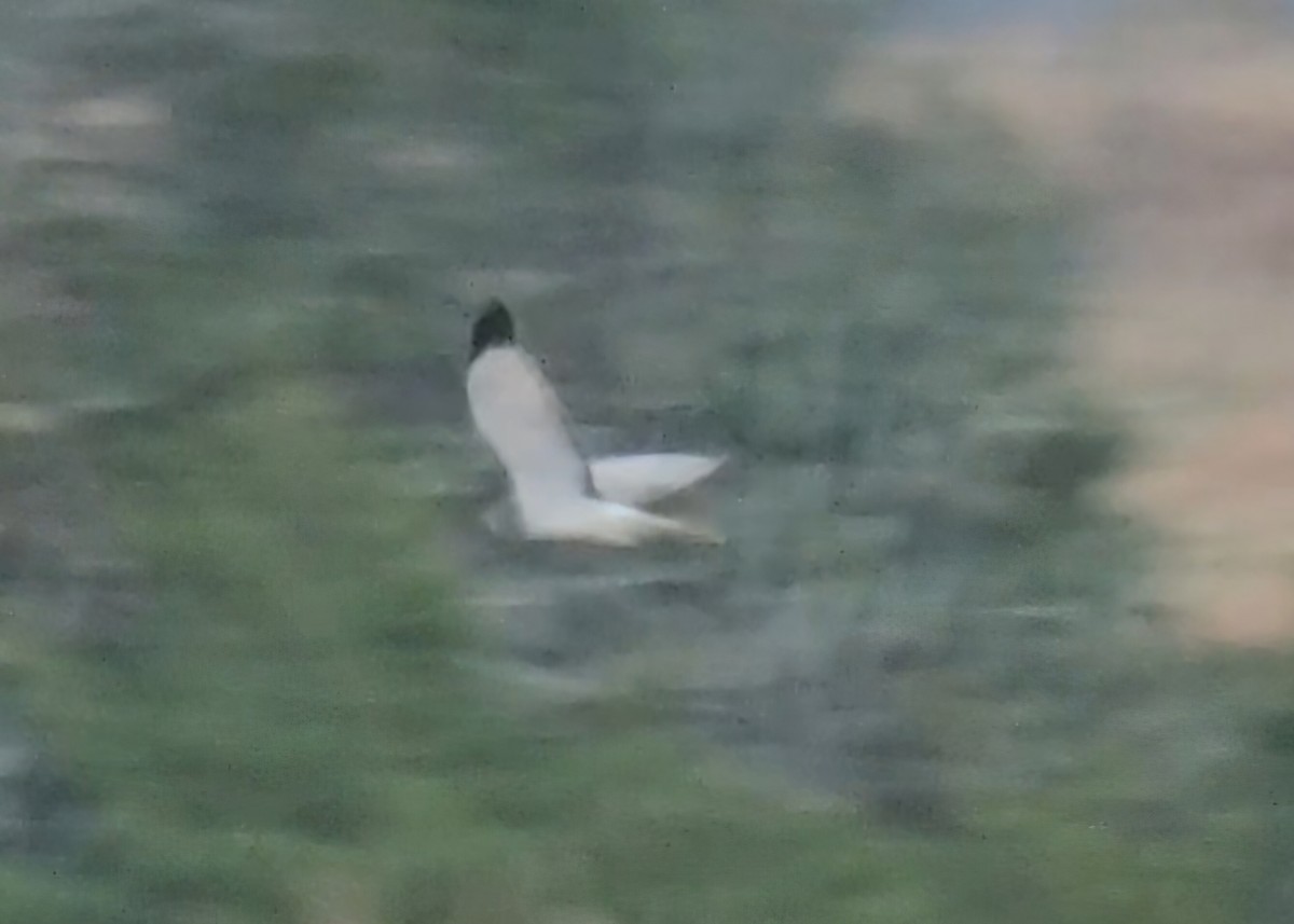 moták severoamerický - ML644699925