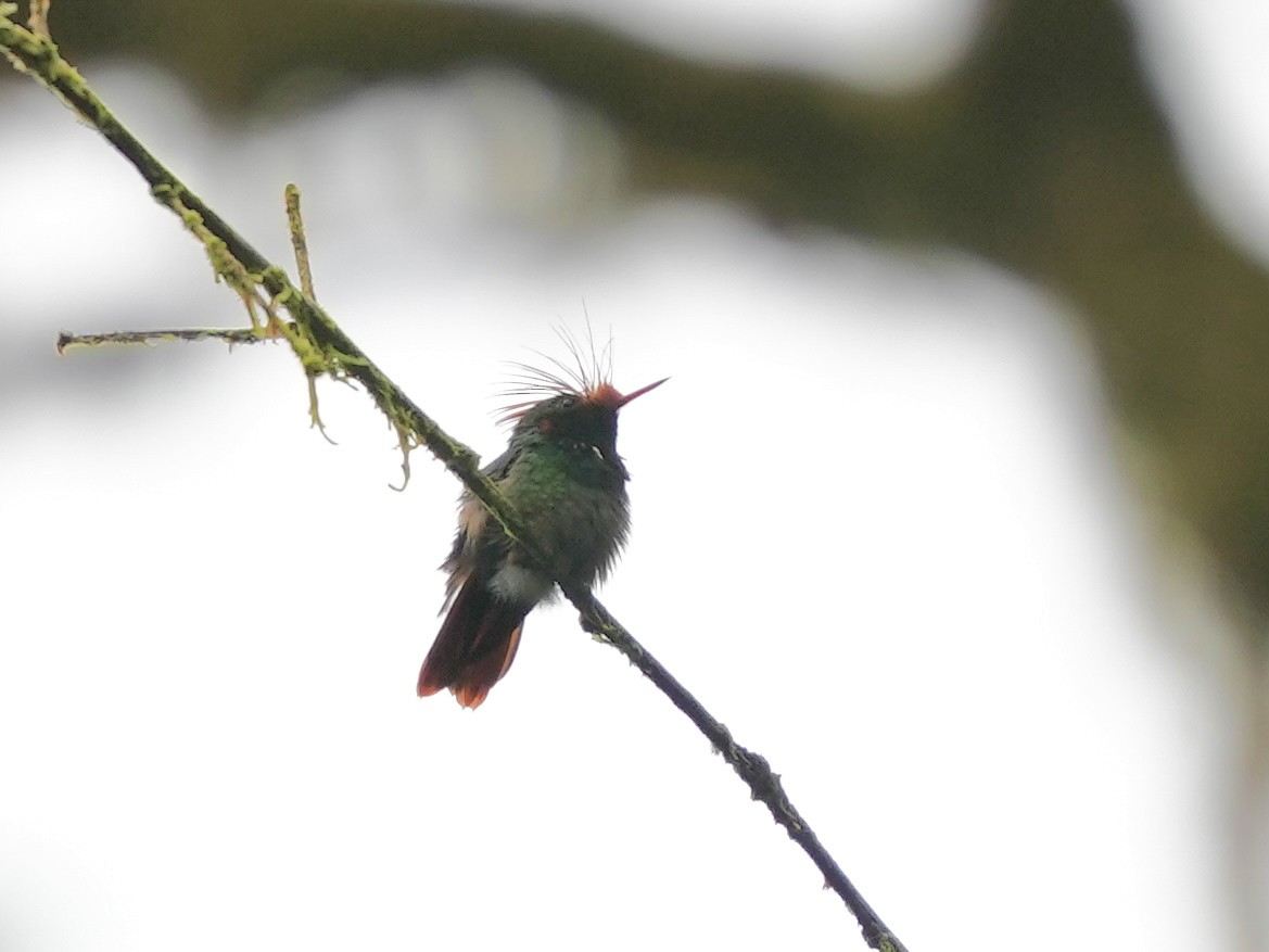 Rufous-crested Coquette - ML644699927