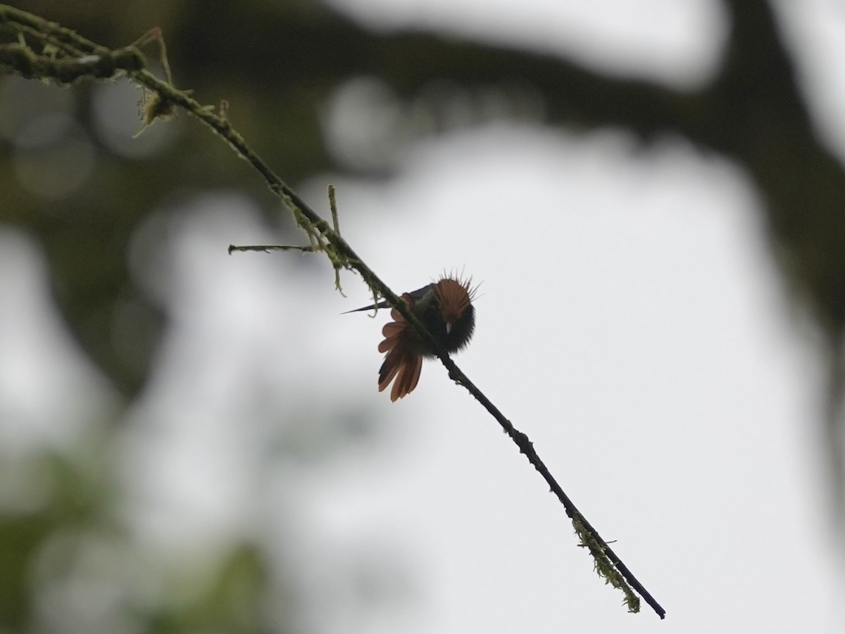 Rufous-crested Coquette - ML644699928
