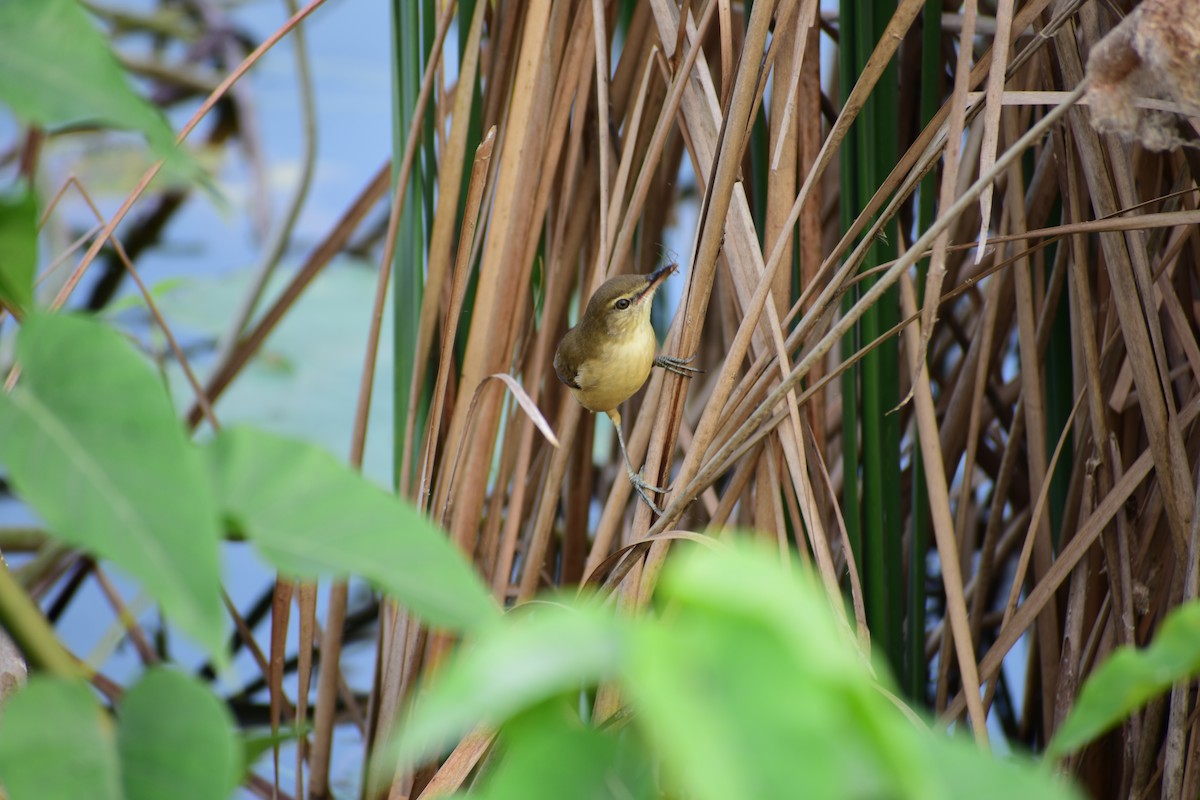 Өмнөдийн охил бялзуухай - ML644699945