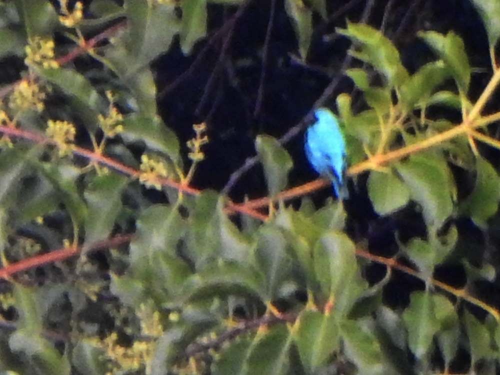 Swallow Tanager - ML644699949