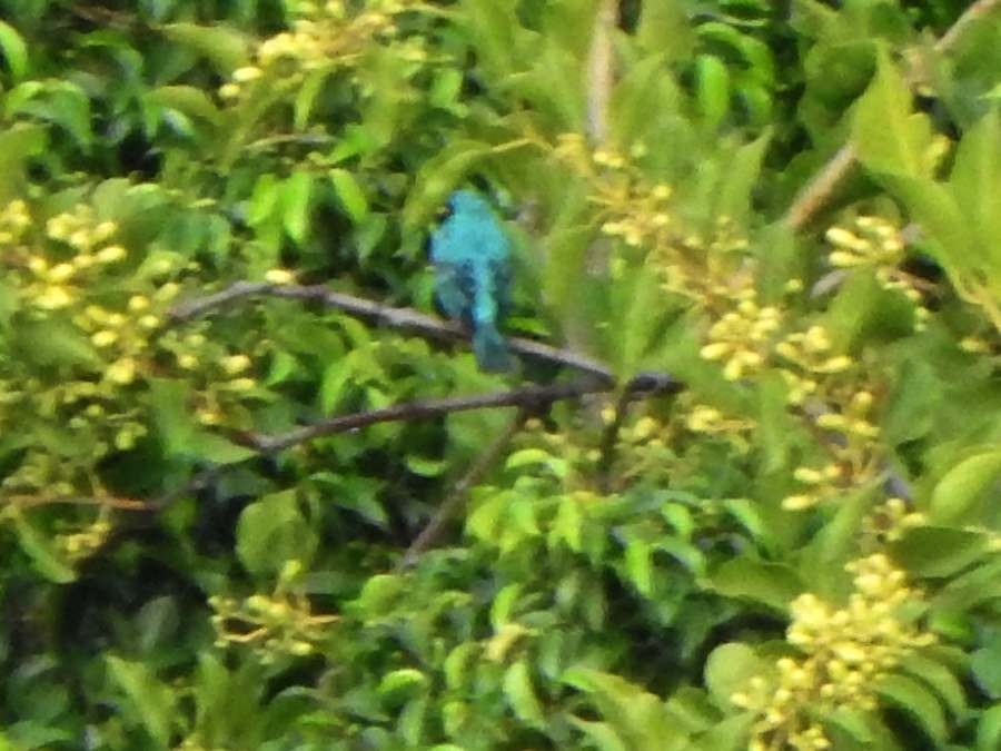 Swallow Tanager - ML644699952