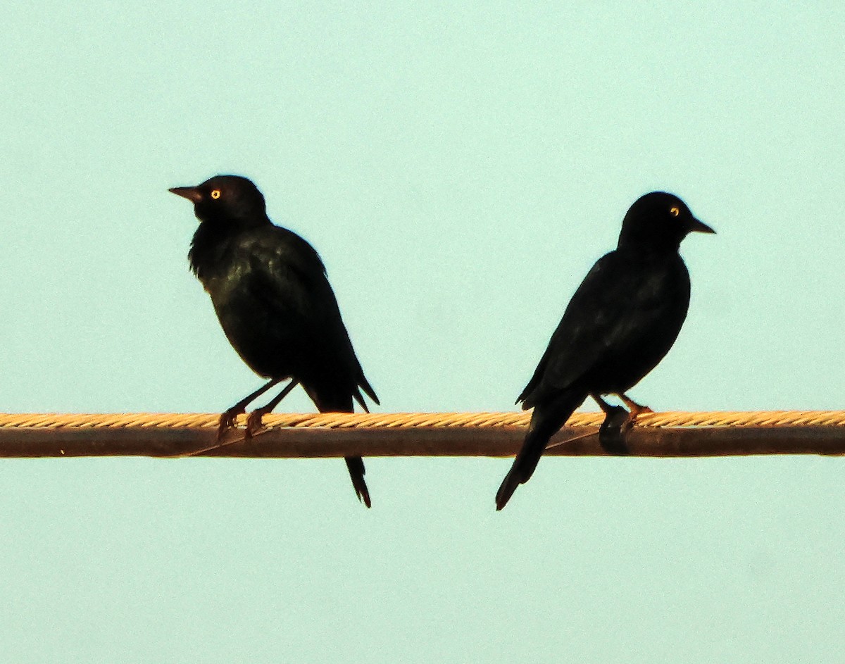 Brewer Karatavuğu - ML644699953