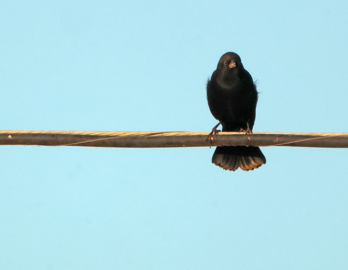 Brewer Karatavuğu - ML644699955