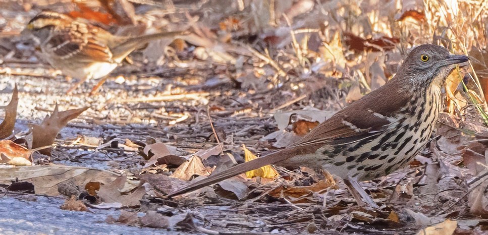 Cuitlacoche Rojizo - ML644699956