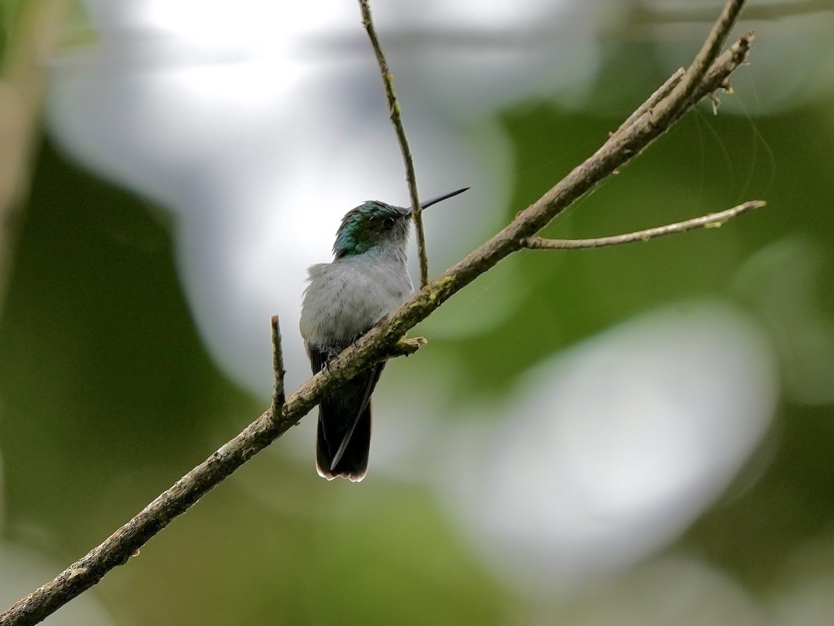 エメラルドハチドリ - ML644699968