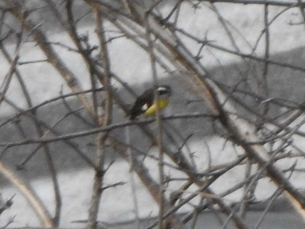 Bananaquit - ML644699971
