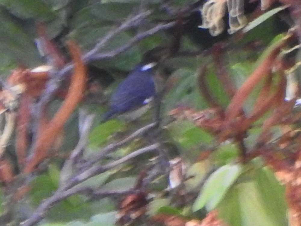 Bananaquit - ML644699979