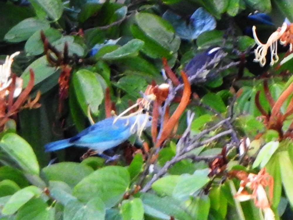 Bananaquit - ML644699980