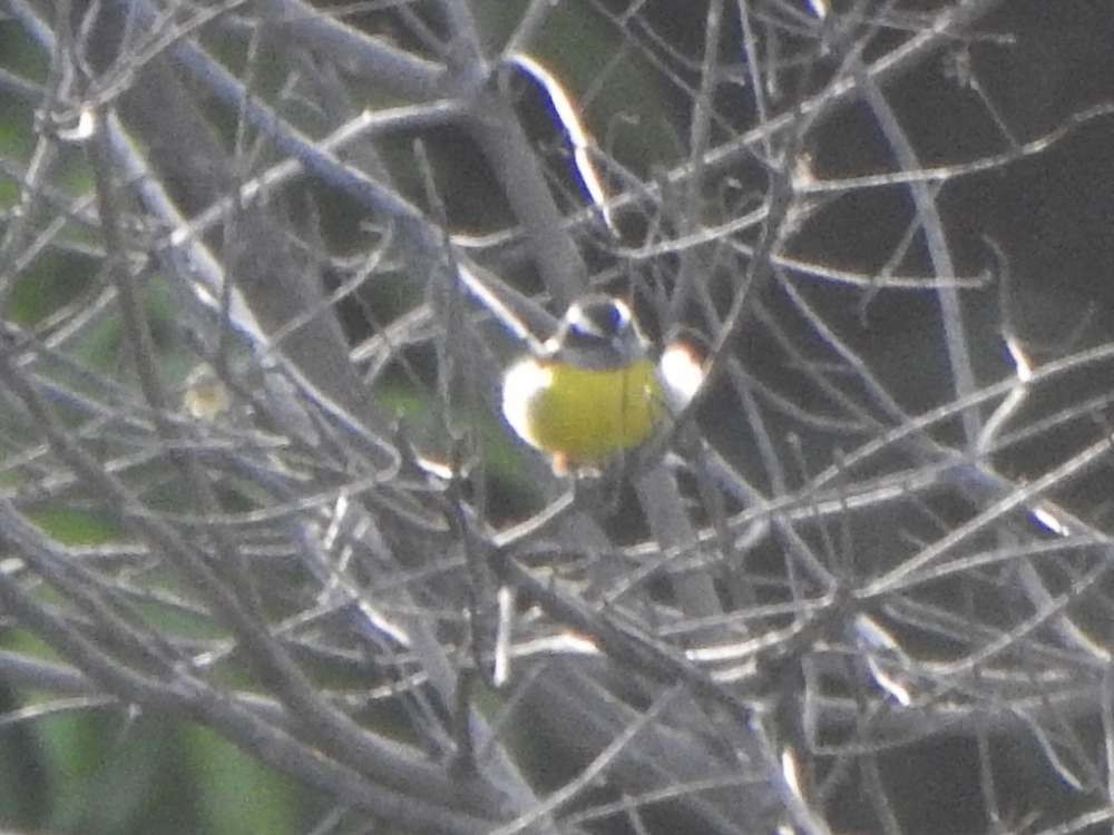 Bananaquit - ML644699982