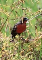 Red-breasted Meadowlark - ML644699983