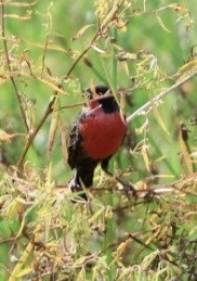 Red-breasted Meadowlark - ML644699984