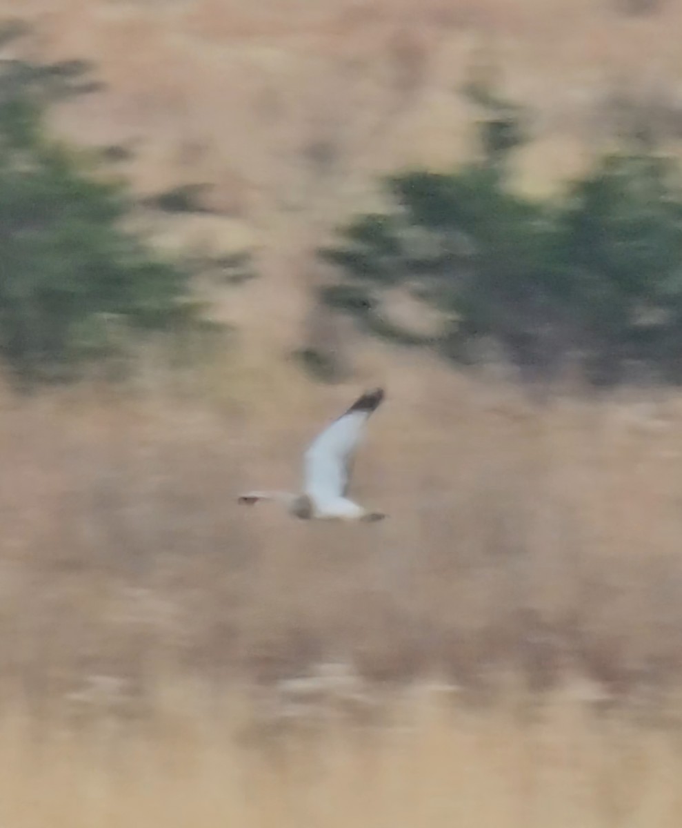 moták severoamerický - ML644699985