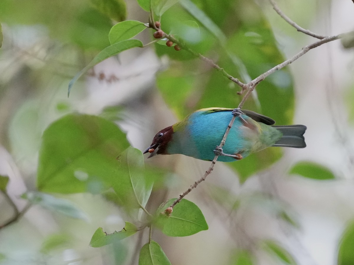 Bay-headed Tanager - ML644700021