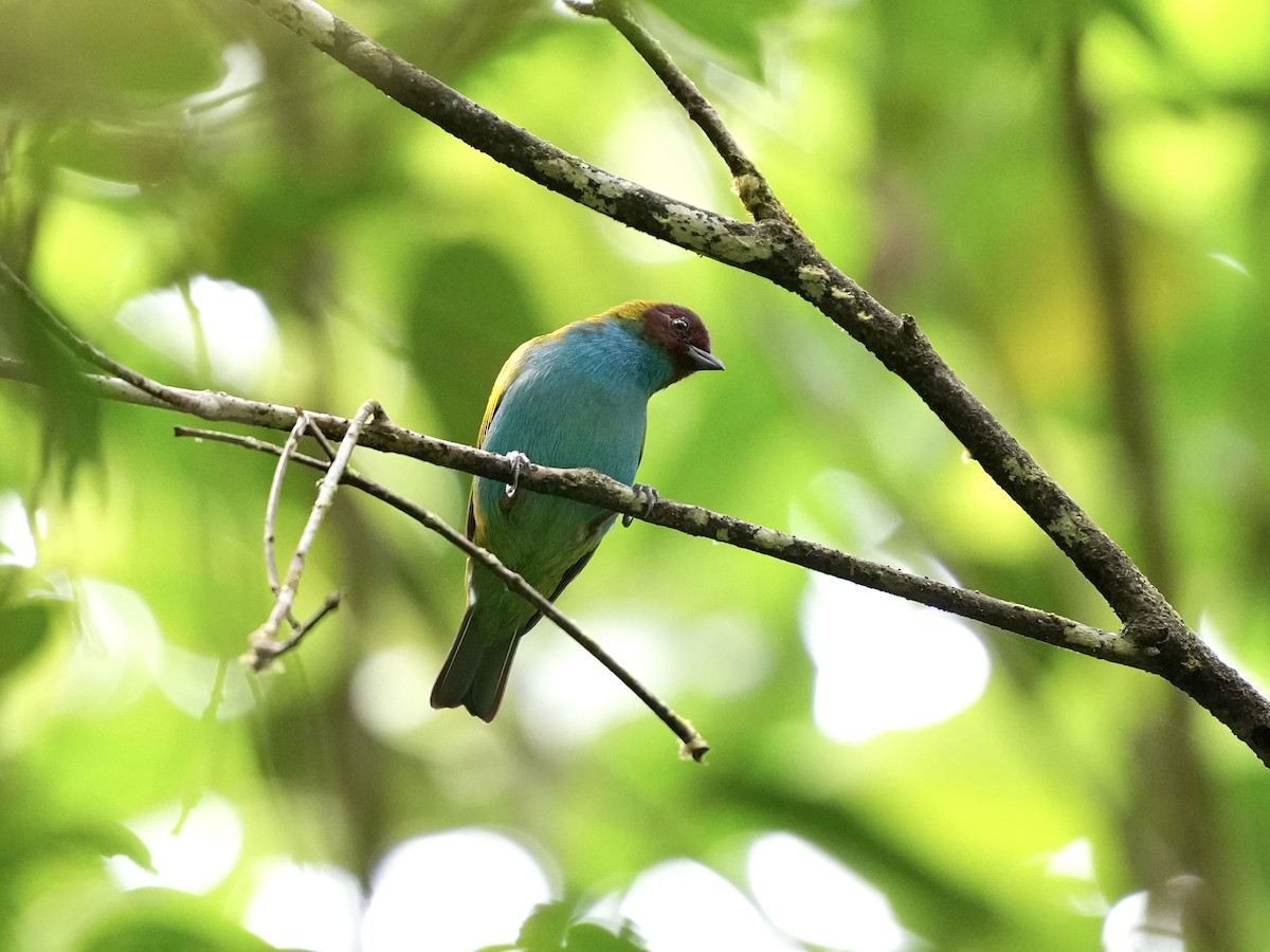 Bay-headed Tanager - ML644700022