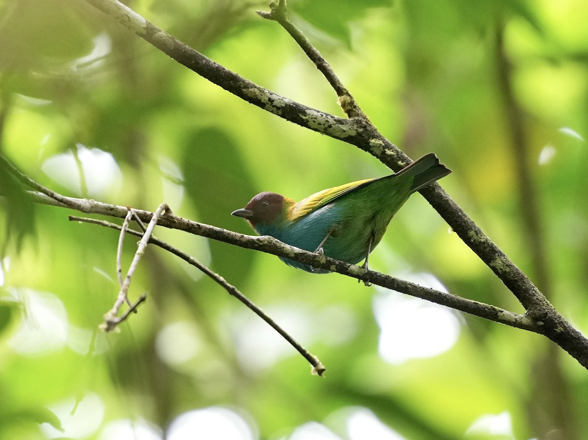 Bay-headed Tanager - ML644700023