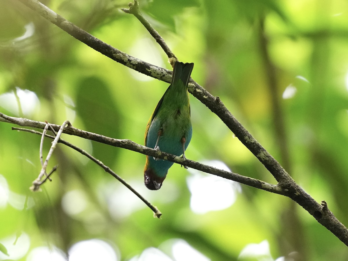 Bay-headed Tanager - ML644700024