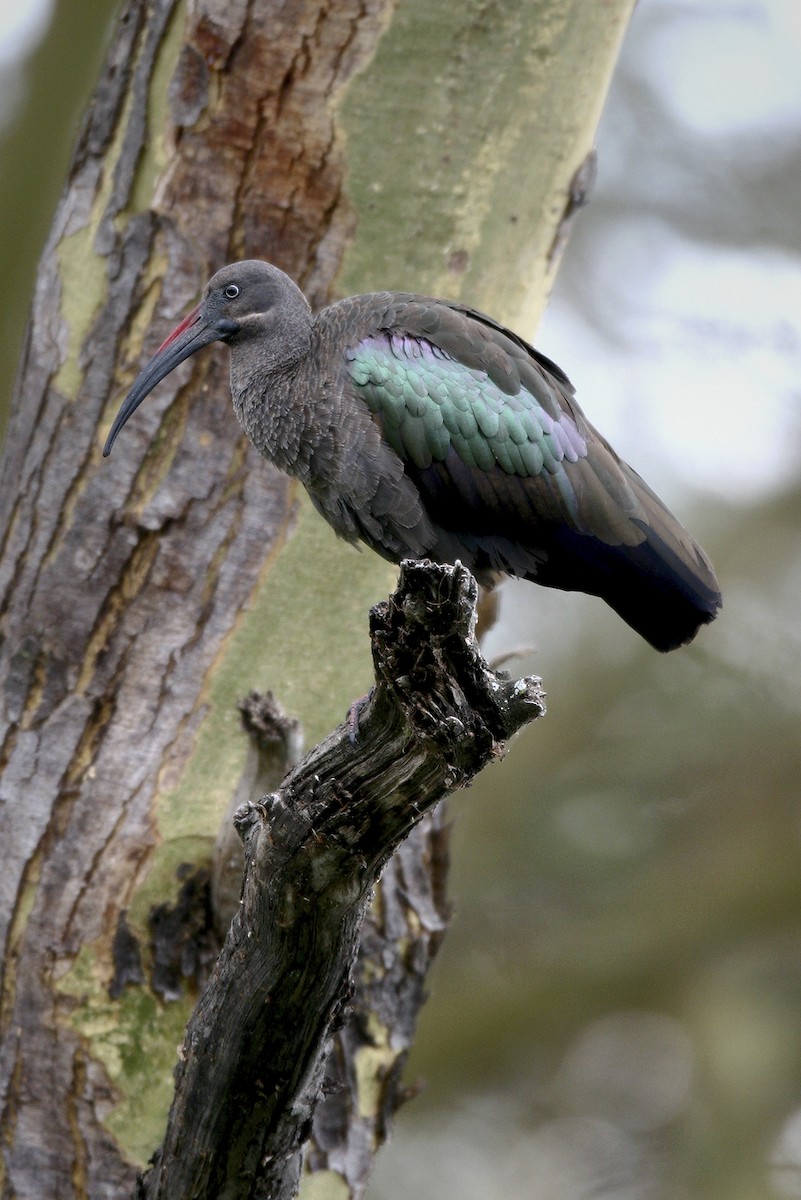 hadadaibis - ML644700033