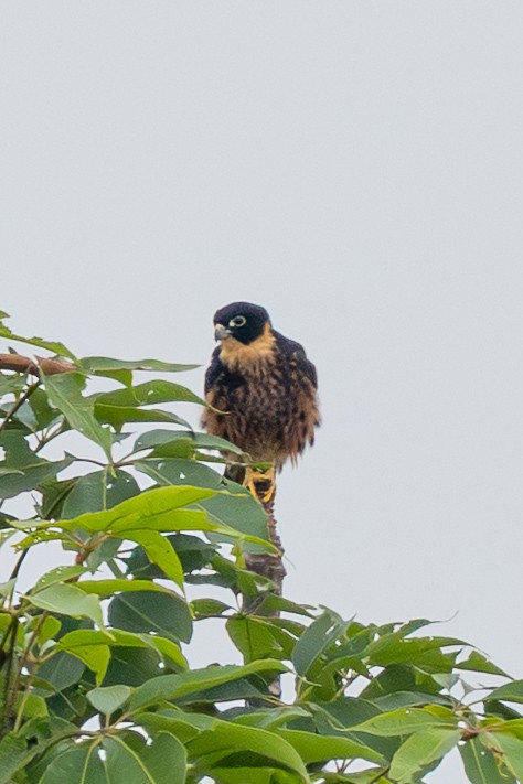 Oriental Hobby - ML644700046