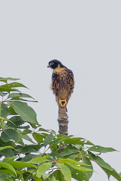 Oriental Hobby - ML644700047