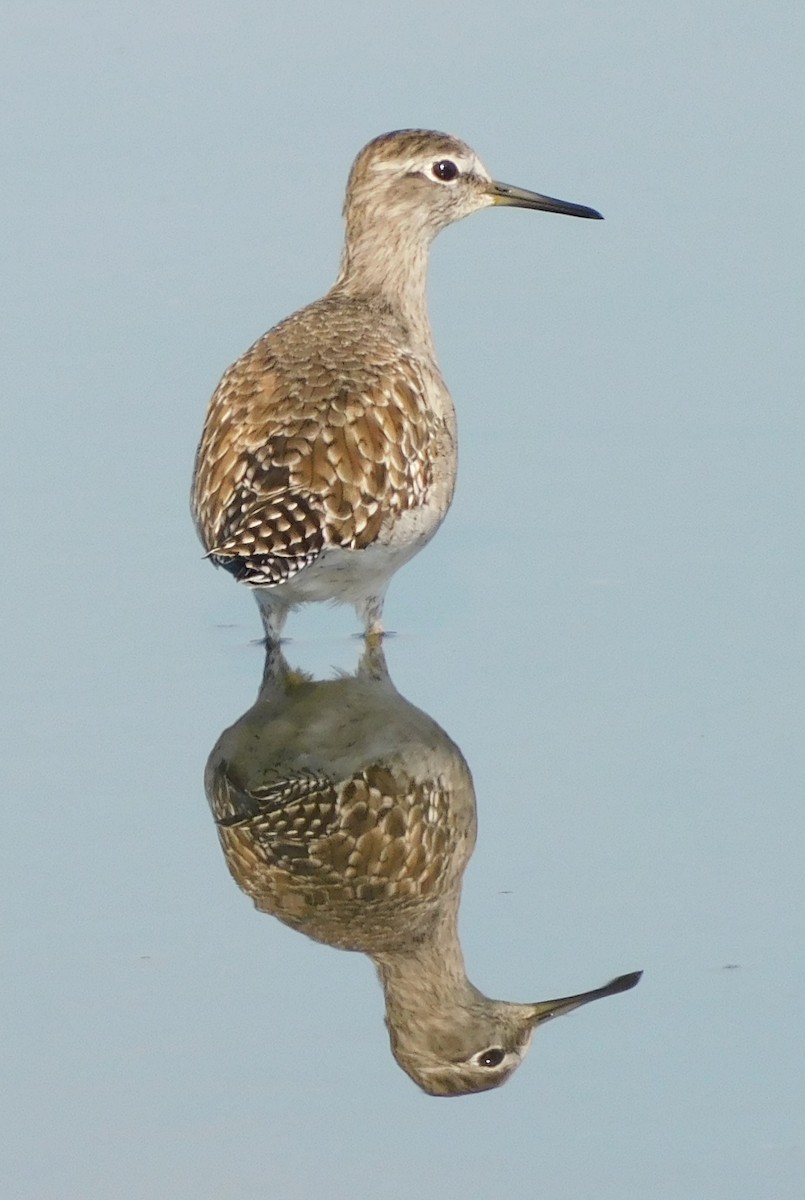 タカブシギ - ML644700053