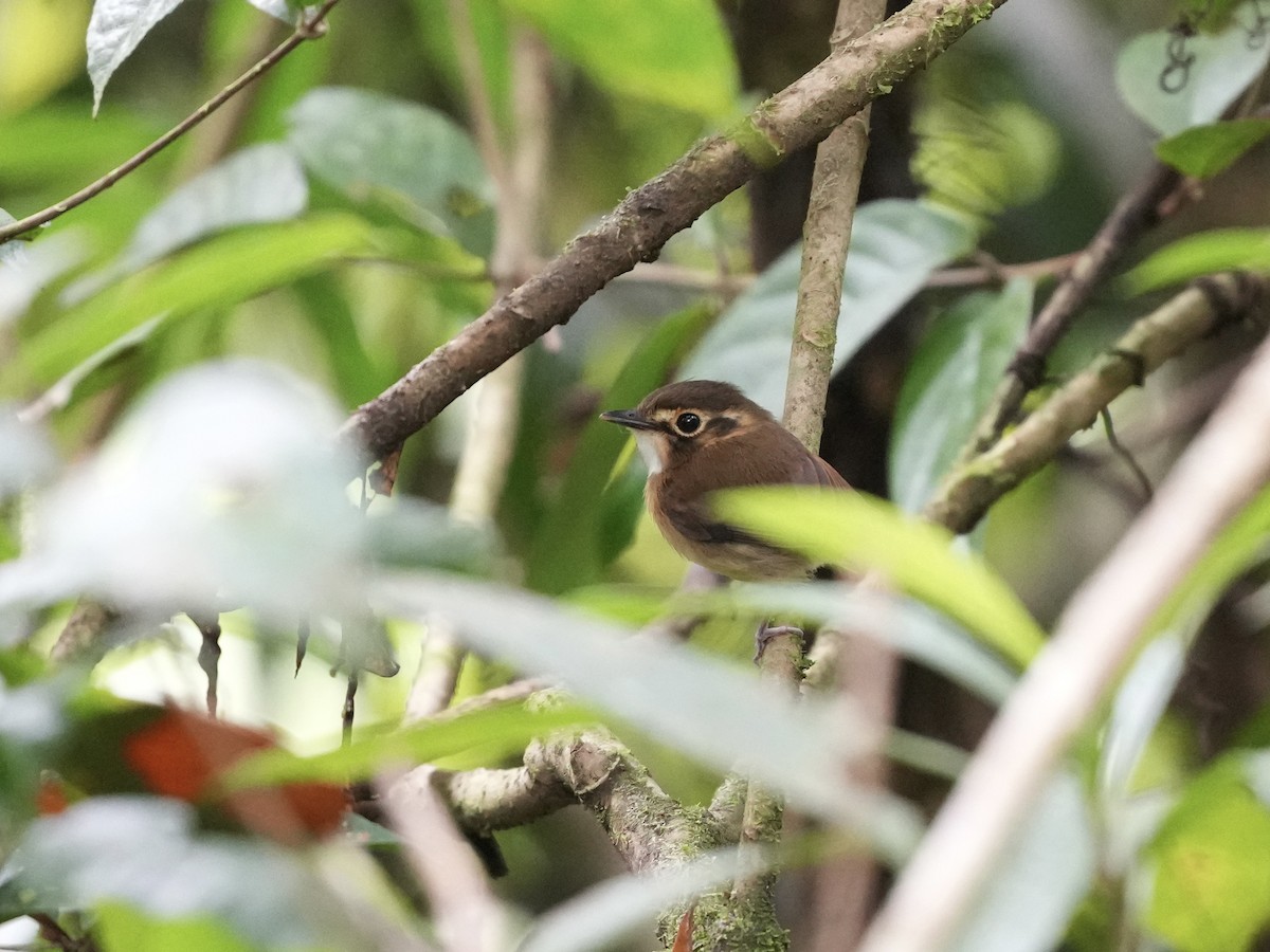 White-throated Spadebill - ML644700075