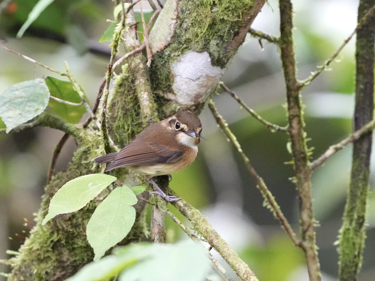 White-throated Spadebill - ML644700076