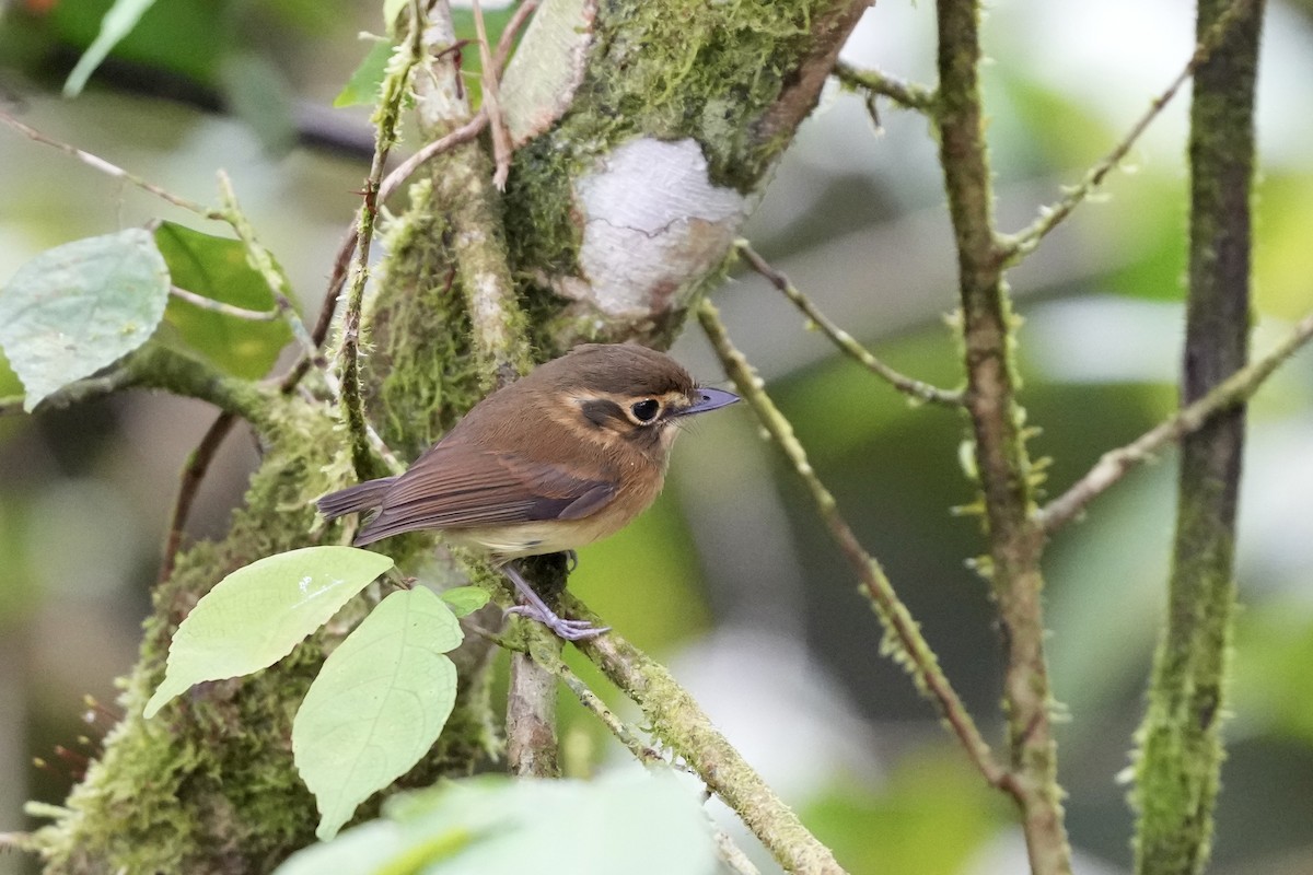 White-throated Spadebill - ML644700077