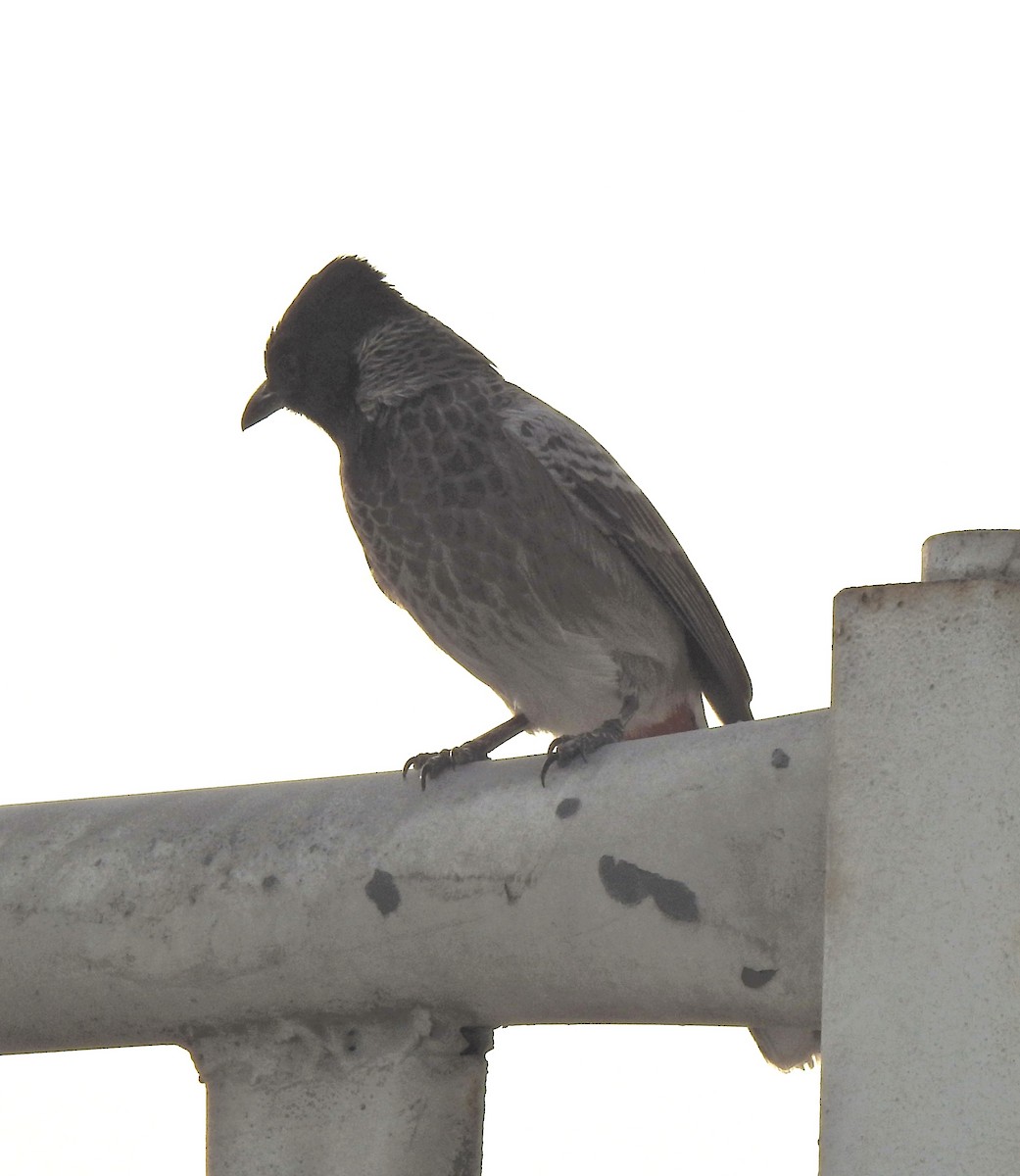 Bulbul ipurgorria - ML644700082