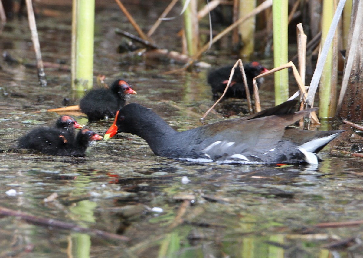 Uroilo amerikarra - ML644700102