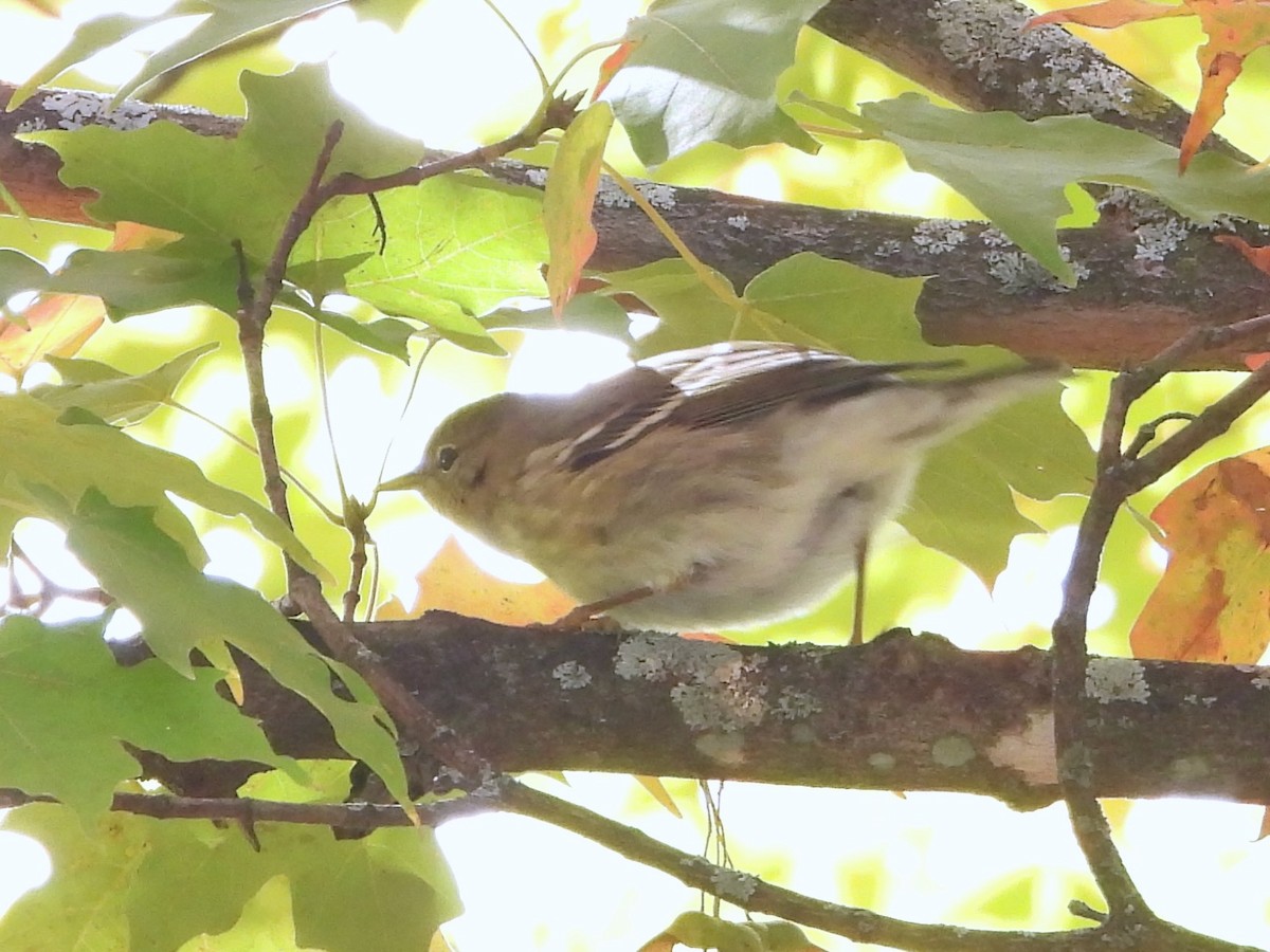 Blackpoll Warbler - ML644700112
