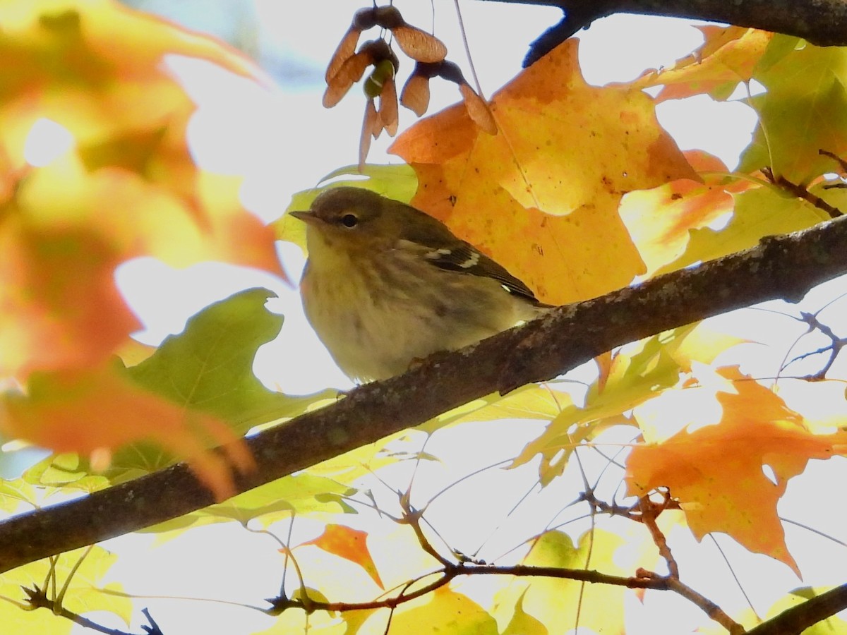 Blackpoll Warbler - ML644700113