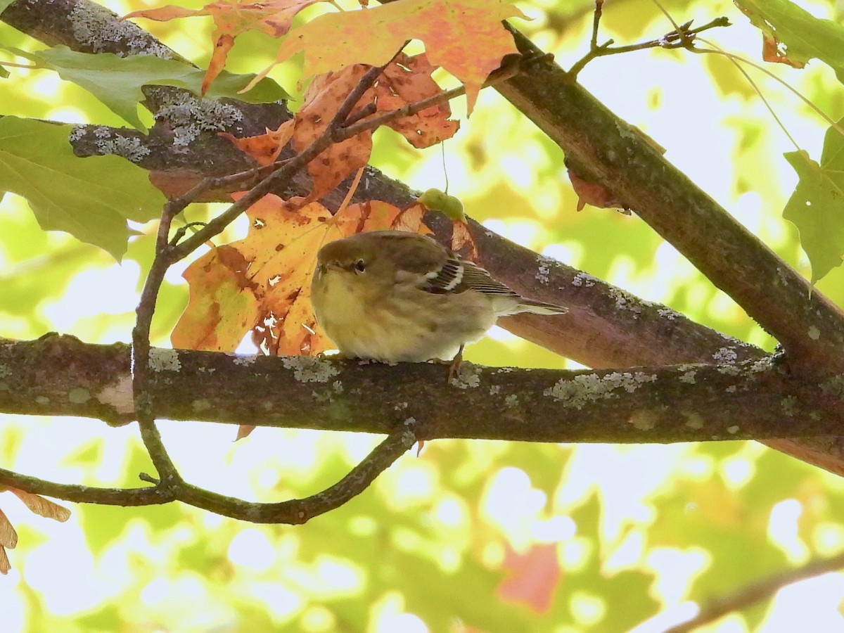 Blackpoll Warbler - ML644700114