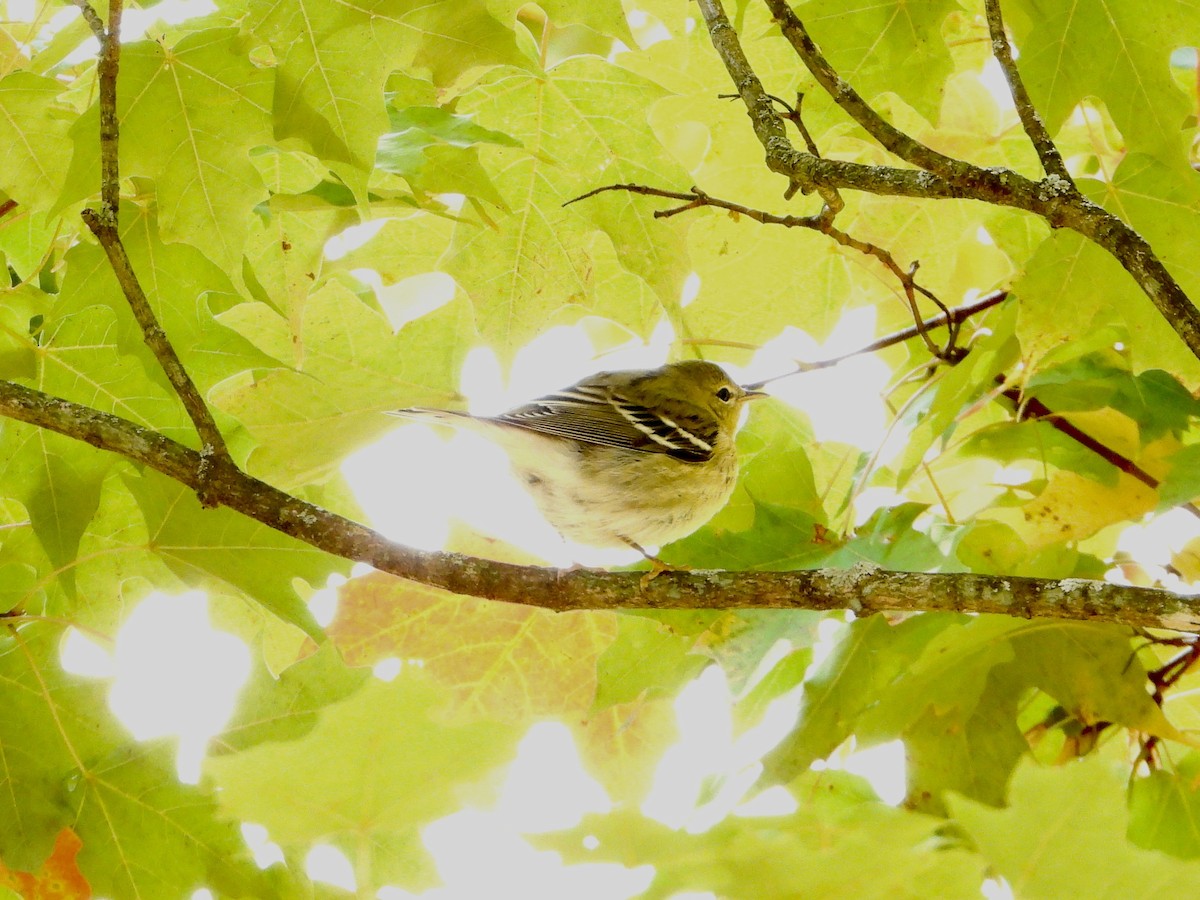 Blackpoll Warbler - ML644700115