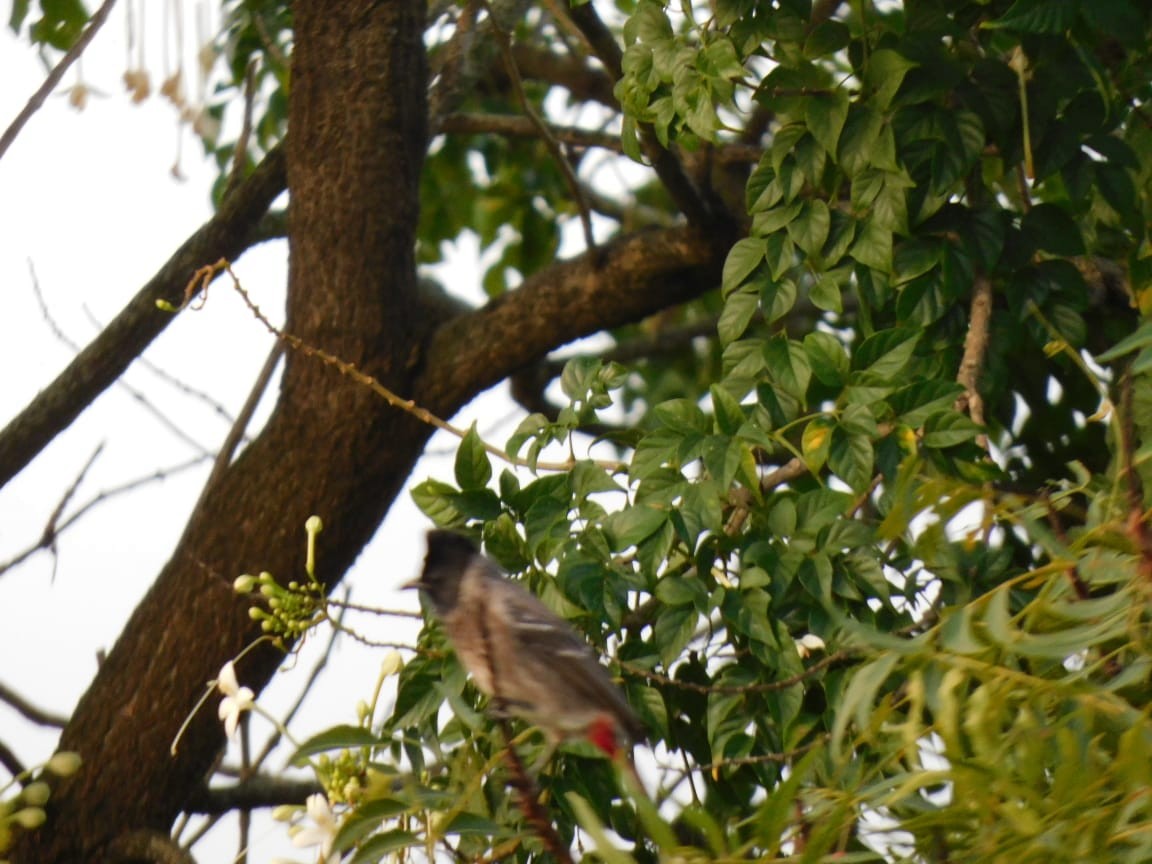 Bulbul ipurgorria - ML644700120