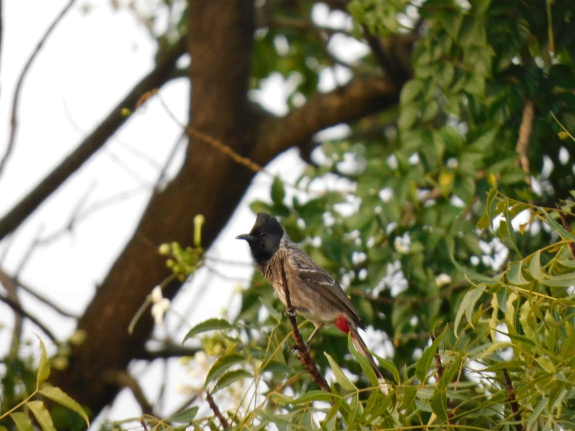 Bulbul ipurgorria - ML644700121