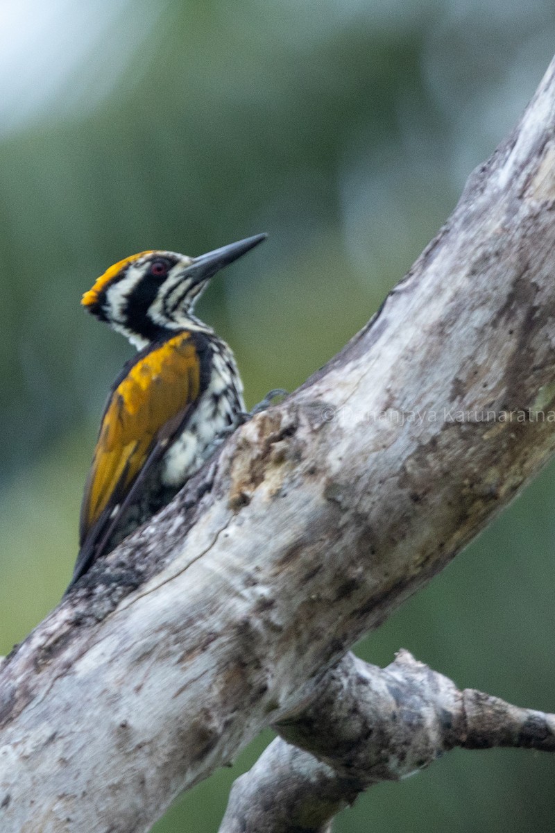 White-naped Woodpecker - ML644700123