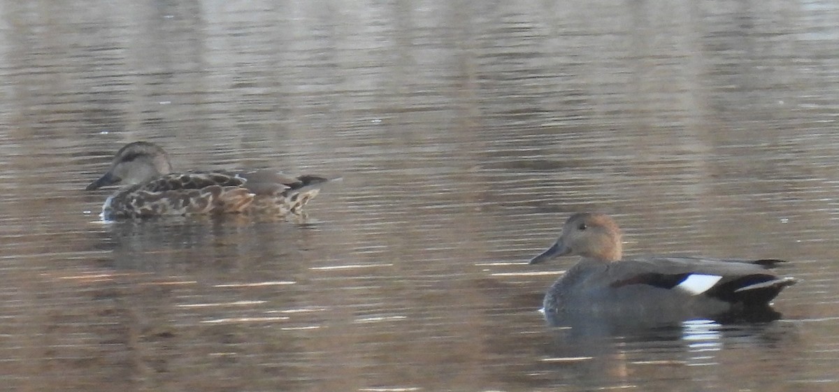 オカヨシガモ - ML644700130